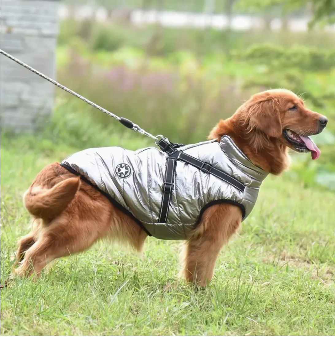 A cozy dog wrapped up in the warmth of the Grey Dog Coat with Harness by HappinessPaws™, enjoying every moment of their walk.