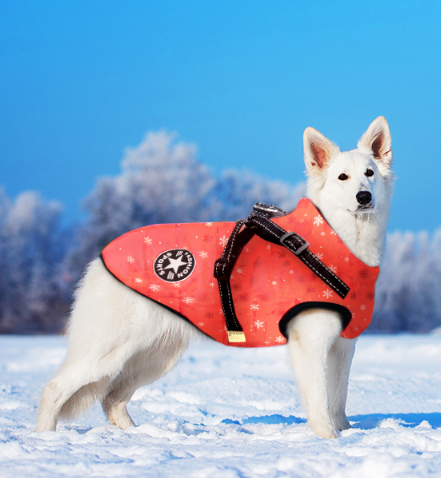 A festive dog donning the Christmas-themed Dog Coat with Harness by HappinessPaws™, spreading joy wherever they go.