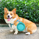 A convenient Compact Collapsible Dog Bowl by HappinessPaws™, perfect for on-the-go hydration and feeding.