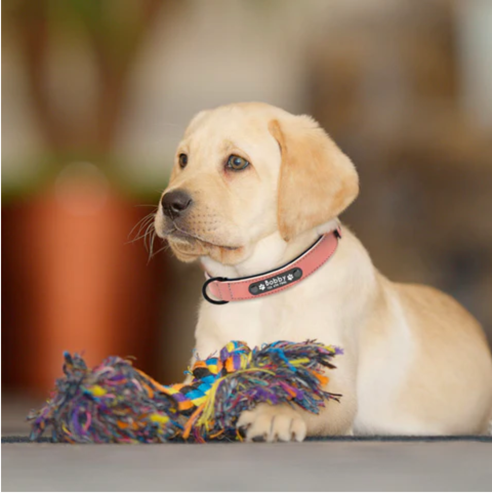 Custom Dog Collar with Name: Show off your pet's individuality with this personalized accessory.