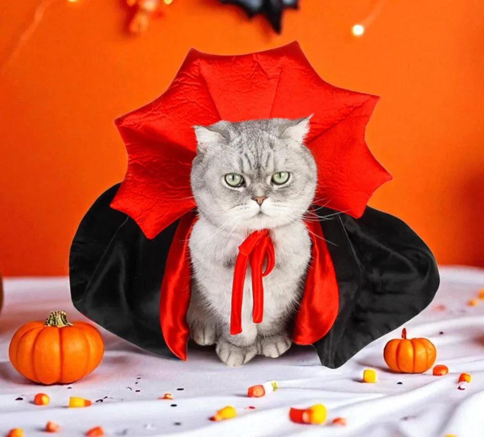 Cat in a Halloween costume with a red cape and black outfit, surrounded by pumpkins and candy on an orange background.