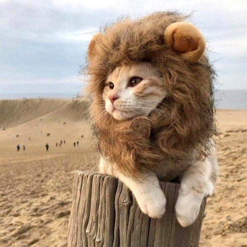 Cat Lion Costume HappinessPaws™