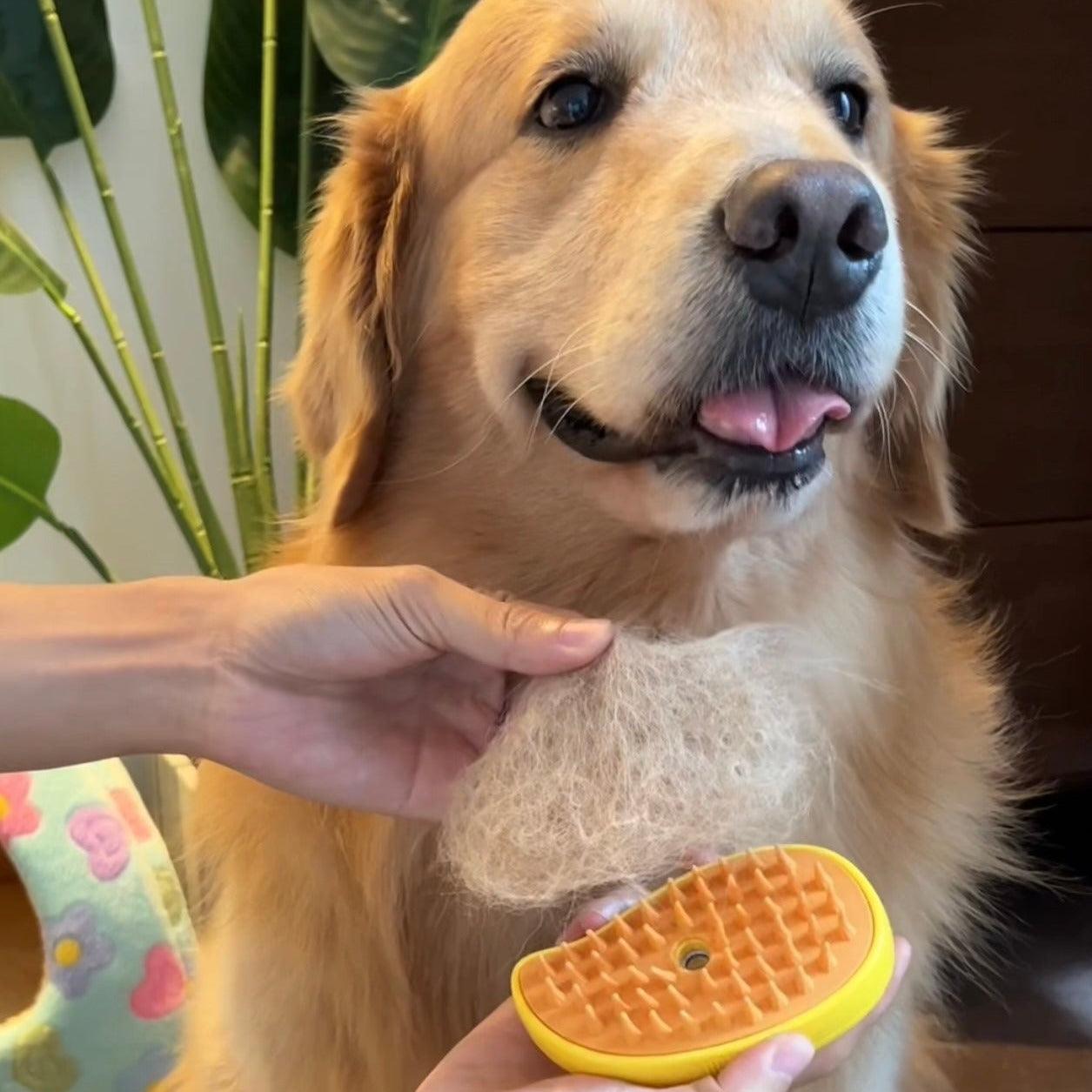 Golden retriever with HappinessPaws 3 in 1 grooming brush showing collected hair, highlighting effective shedding removal.