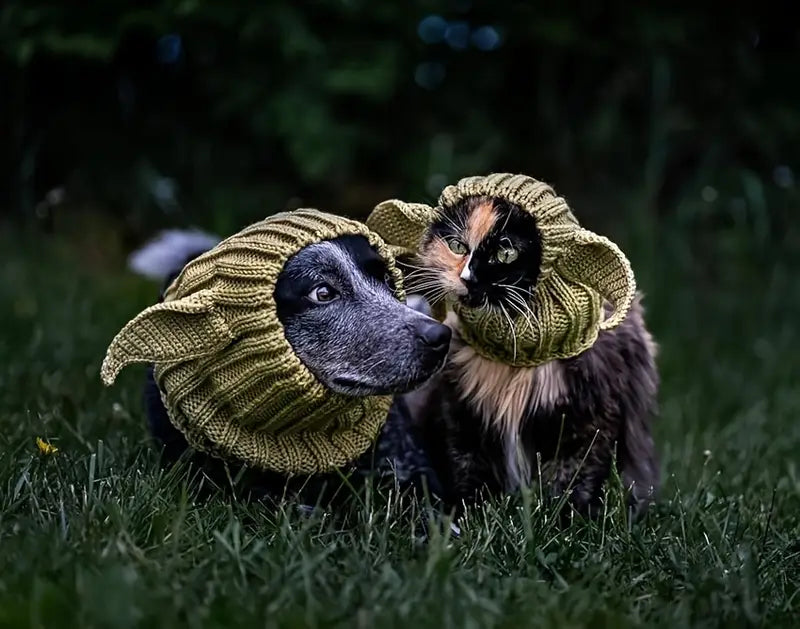 Two animals, a dog and a cat, wearing yellow knitted hats in a grassy outdoor setting.