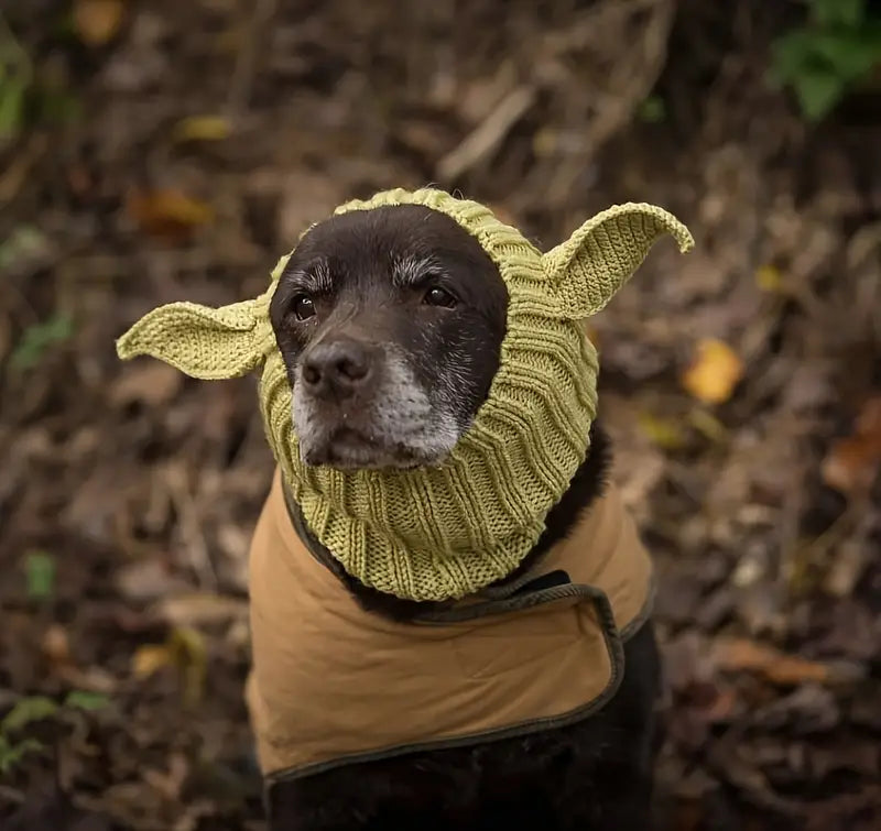 Dog wearing a Yoda costume with a green hood and ears against a natural background