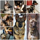 HappinessPaws™ Military-Grade Dog Collar: Equip your service dog with the best in tactical gear.