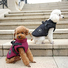 Two dogs wearing the Dog Coat with Harness HappinessPaws™ in the middle of Paris