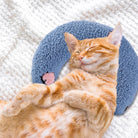 Orange tabby cat resting comfortably on a blue HappinessPaws calming pillow