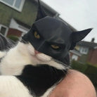 Cat with an intense look wearing the Batman mask, great for capturing attention on social media.