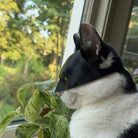 Cat wearing Batman-inspired mask while looking outside, perfect for social media photos.