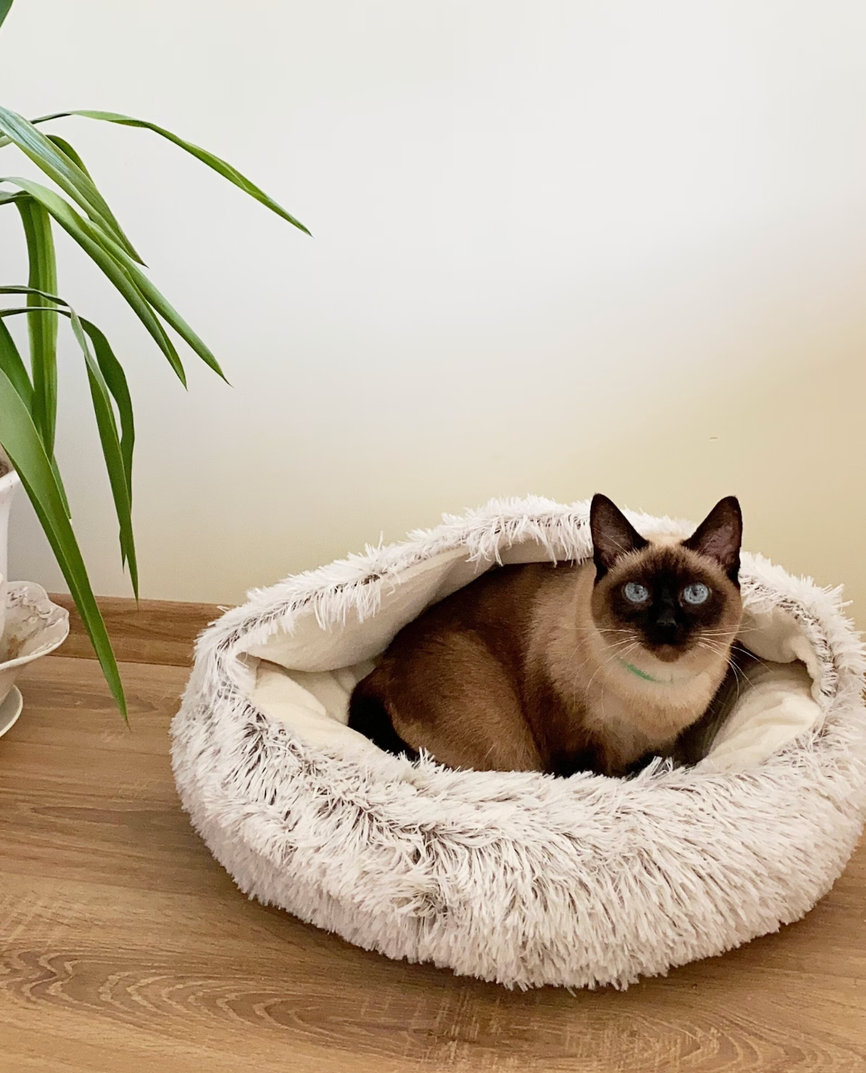 Cat Cozy Cocoon HappinessPaws™ - Ideal bed for cats seeking a soft and secure nap spot