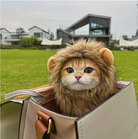 Cat wearing a lion costume by HappinessPaws™, looking adorable in an outdoor setting