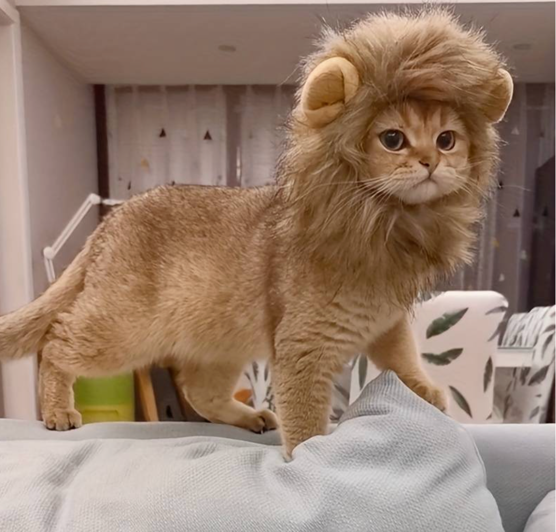 Orange cat standing with a lion costume by HappinessPaws™, looking fierce and adorable