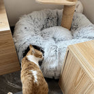 Curious cat exploring the HappinessPaws™ cat tunnel bed with hidden entryways