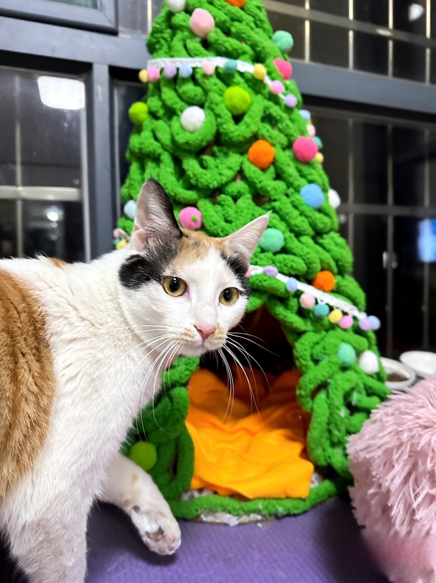 calico cat next to a Christmas tree-shaped cat bed with an orange cushion inside, decorated with colorful pom-poms.