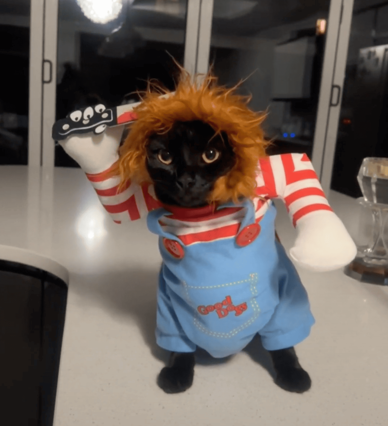 Black cat dressed in a Chucky costume with a red-striped shirt, holding a toy knife.