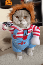 Cat dressed in a Chucky costume with red buttons and a toy knife, looking straight at the camera.