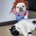 Dog in a Chucky costume standing next to a cat lying on the ground.