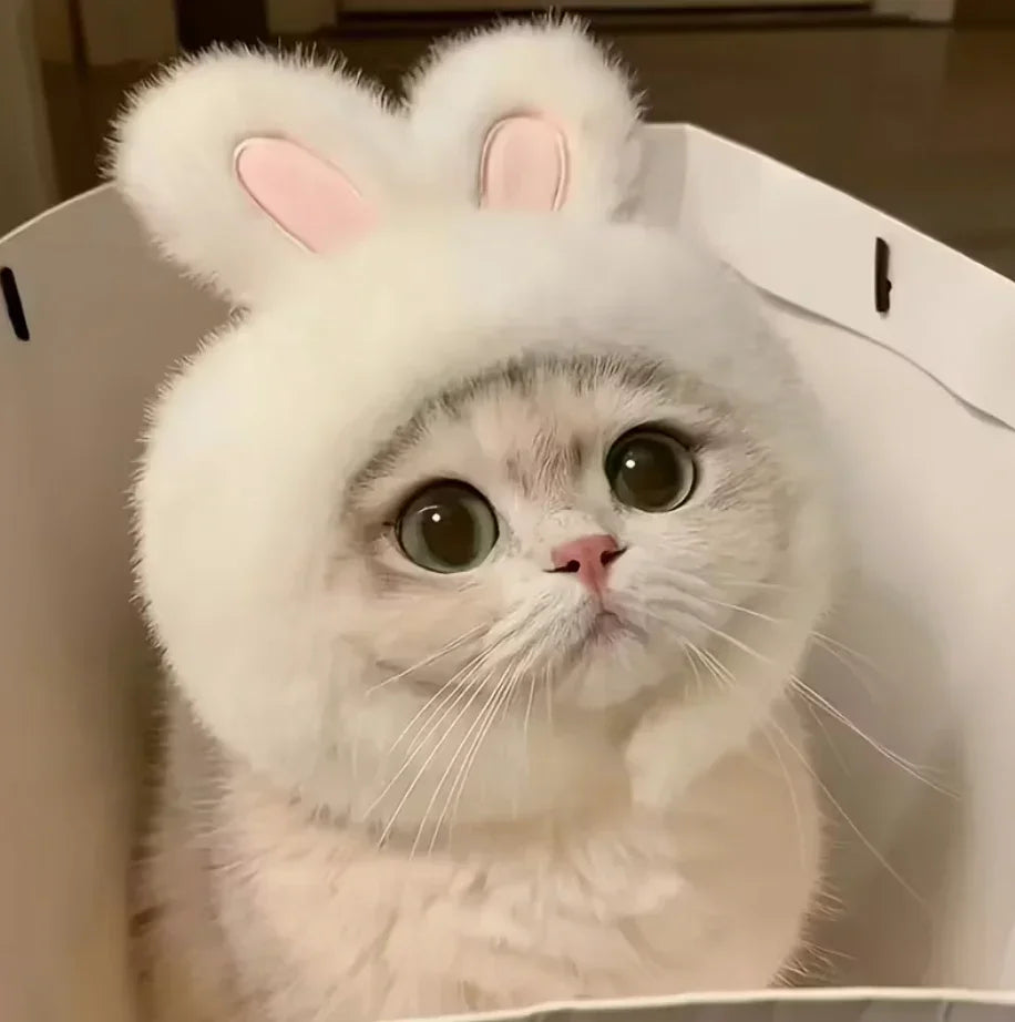 Cat wearing a fluffy white bunny costume with pink ears.