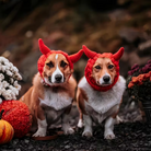 Two dogs wearing red devil hats in a garden setting with pumpkins and flowers.