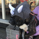 Dog wearing a dinosaur costume with a helmet and horns, standing next to a metal cage.