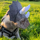 Dog wearing a dinosaur helmet in a grassy field