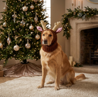 Golden Retriever wearing a reindeer dog hat sitting in a cozy living room decorated for Christmas.