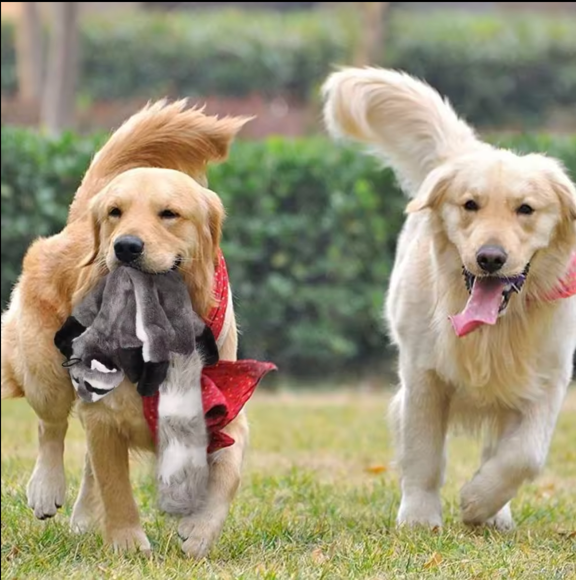 Golden Retriever playing with plush raccoon toy outdoors, part of the Hunting Prey Squeaky Dog Toy Set for active play and exercise.