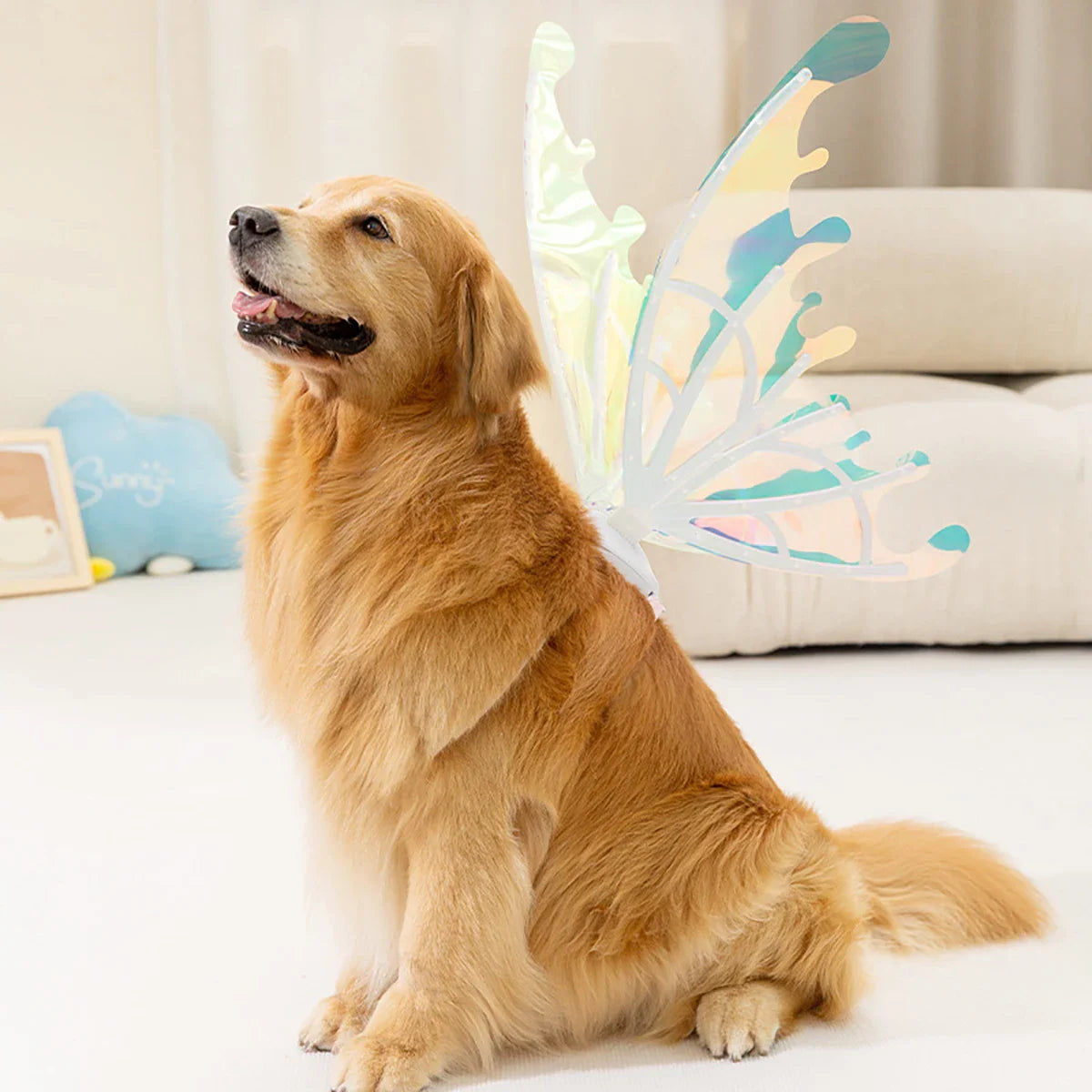 Golden Retriever wearing butterfly fairy wings indoors, glowing in soft light.