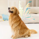 Golden Retriever wearing butterfly fairy wings indoors, glowing in soft light.