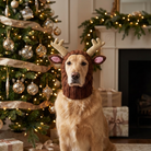 Close-up of a Golden Retriever wearing a knitted reindeer hood in a festive holiday living room.