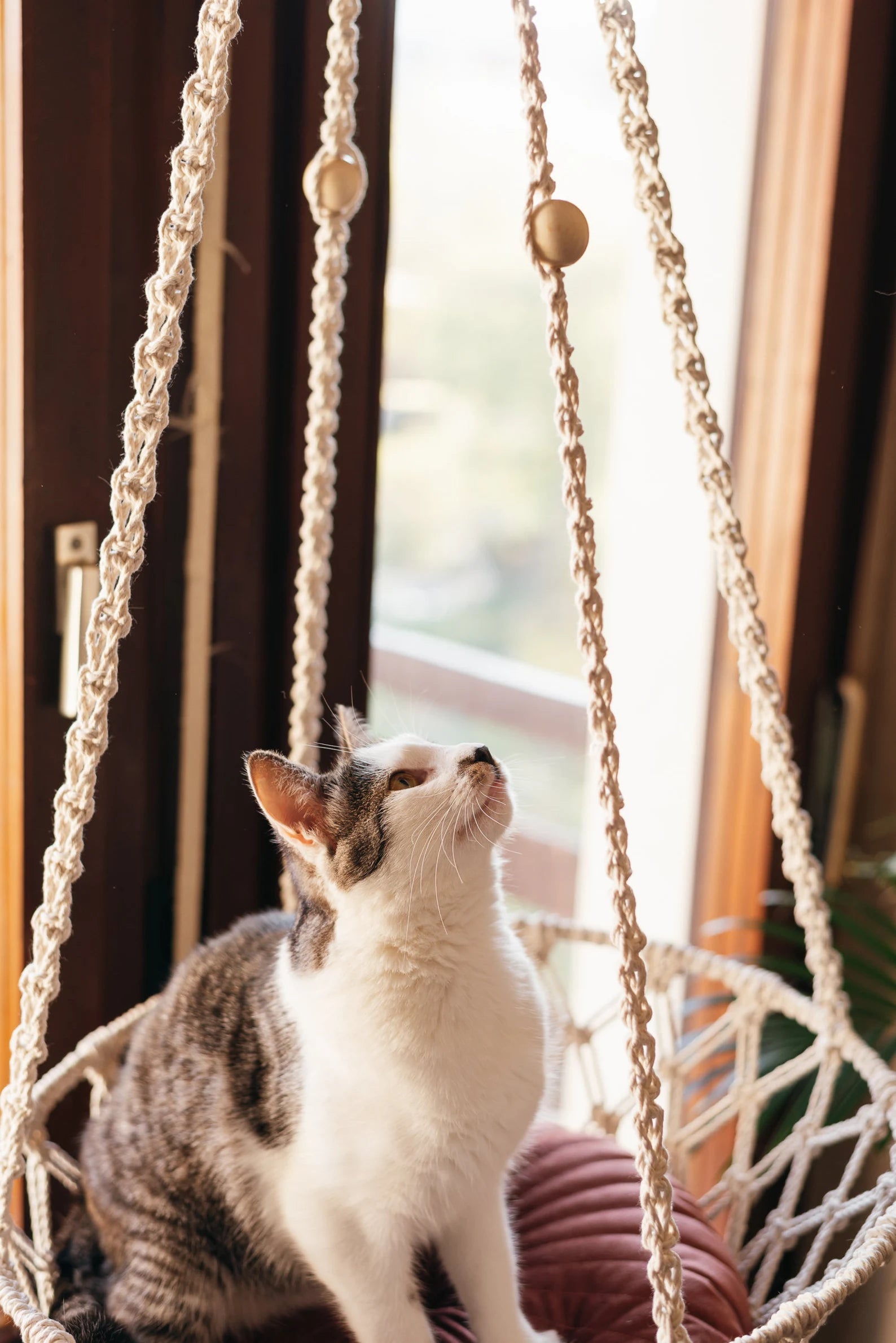 The innovative design of the Cat Hammock by HappinessPaws™, providing cats with a cozy elevated resting spot