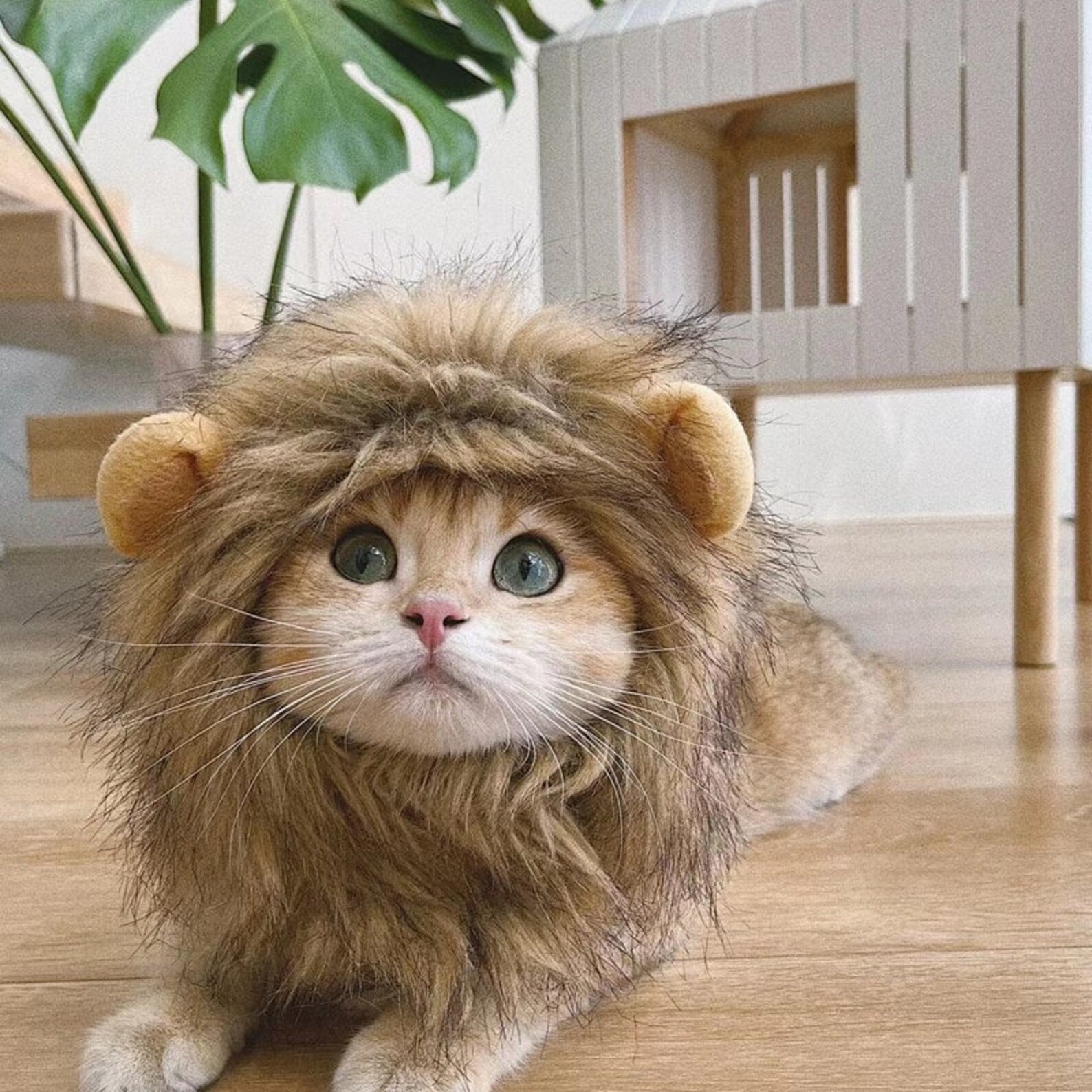 Cat Lion Costume by HappinessPaws™ - Detailed View of Ear Openings for Comfort