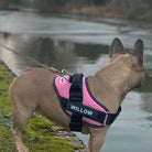 Dog wearing Personalised No Pull Dog Harness HappinessPaws™ - Pink