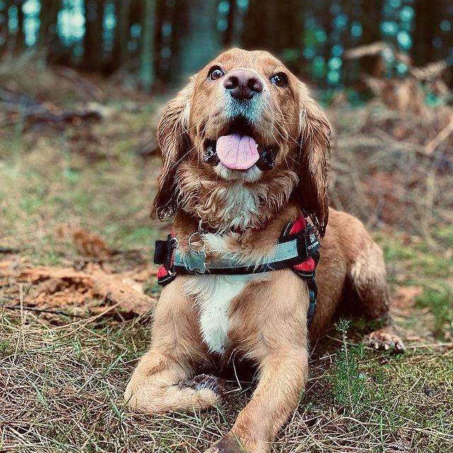 Dog wearing Personalised No Pull Dog Harness HappinessPaws™ - Red