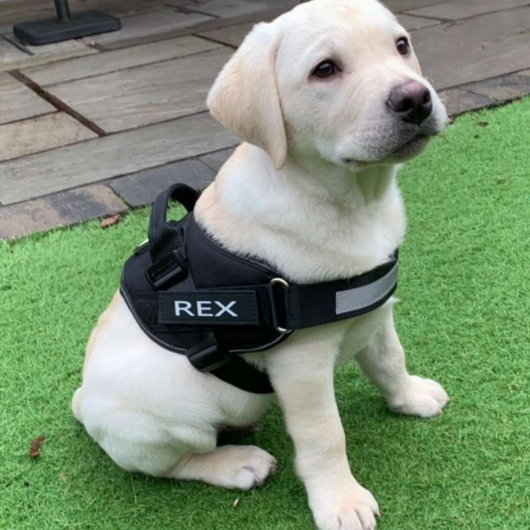 Dog wearing Personalised No Pull Dog Harness HappinessPaws™ - Dark