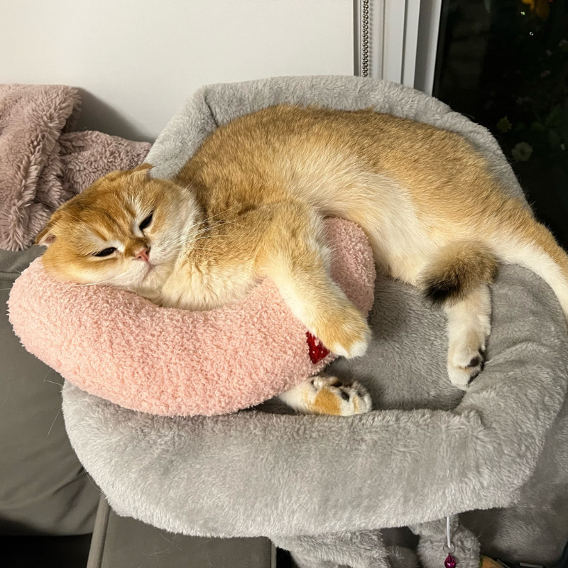 Golden tabby cat lounging on a pink HappinessPaws calming pillow for extra comfort