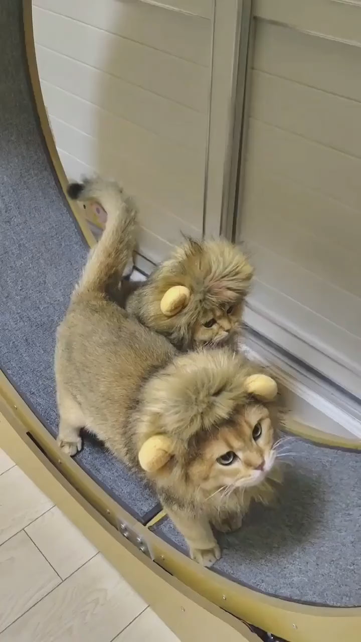 Lion Cat Costume HappinessPaws™ - Video Showcase of Costume in Action