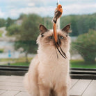 Ragdoll cat engaged with the Bird Simulation Toy by HappinessPaws™, ideal for stimulating natural instincts.