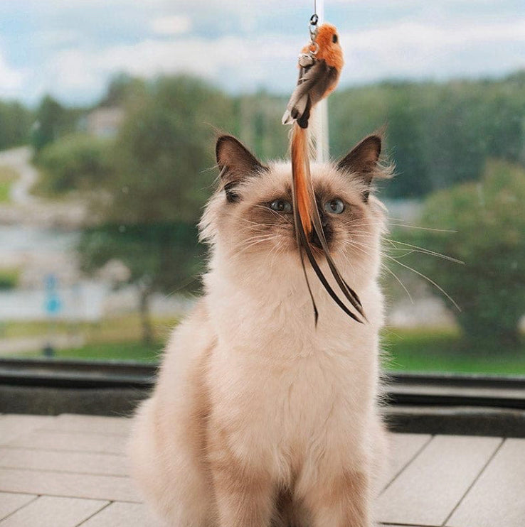 Ragdoll cat engaged with the Bird Simulation Toy by HappinessPaws™, ideal for stimulating natural instincts.