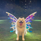 Samoyed dog with colorful LED butterfly wings, illuminated against a dark background.