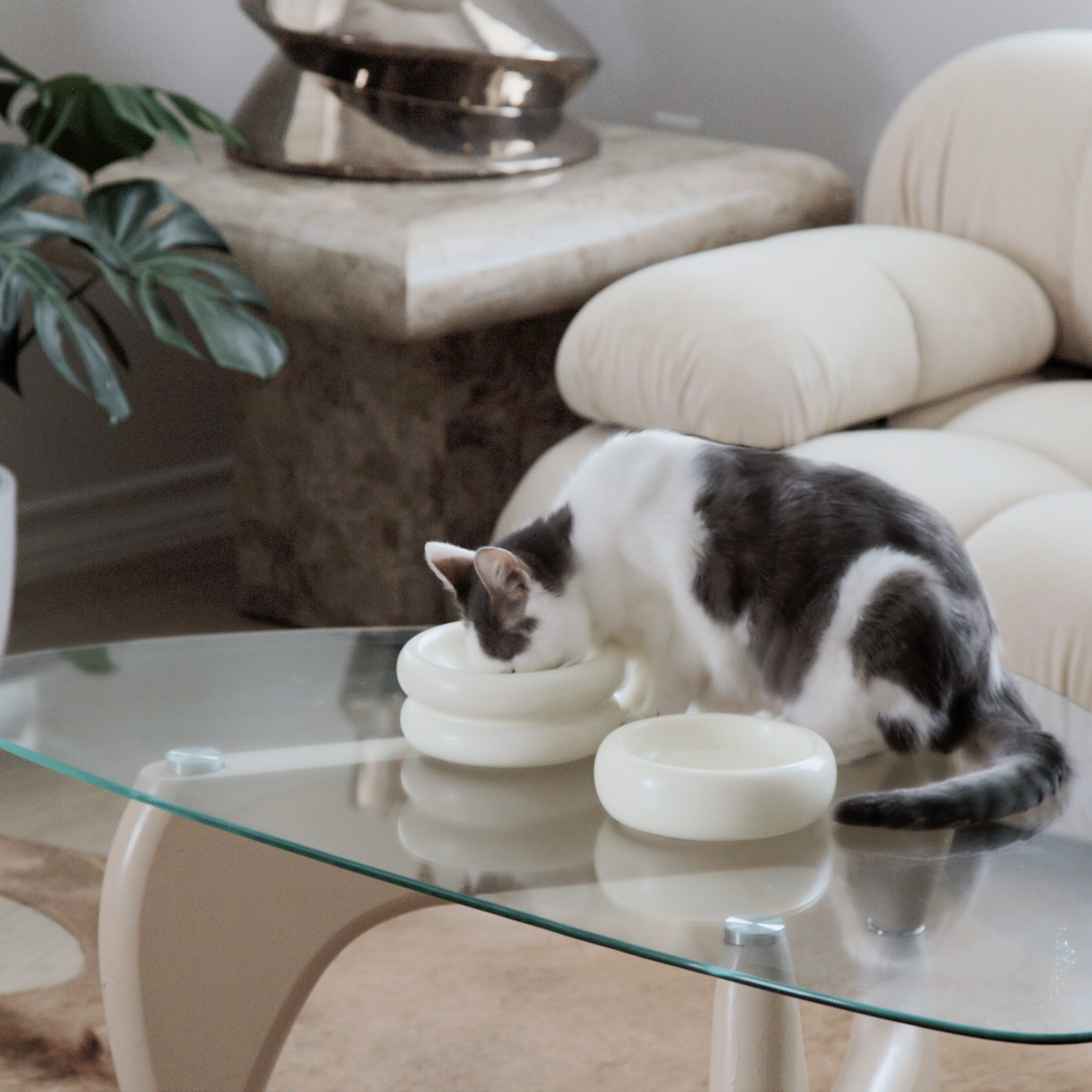 Elevated Halo Paws HappinessPaws™ Cat on table